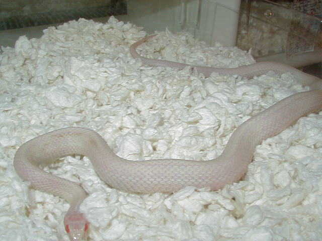 04 24 2008 9 Plains Snowbino Iowa adult male
