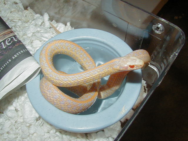 04 24 2008 15 Plains albino Iowa produced from Double het Iowa albino x Neb