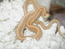 Plains albino Nebraska produced from Double het Iowa albino 04 24 2008 12