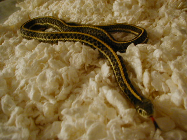 04 24 2008 20 Plains Hybino het adult male
