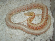 04 24 2008 7 Red Sided albino adult female gravid