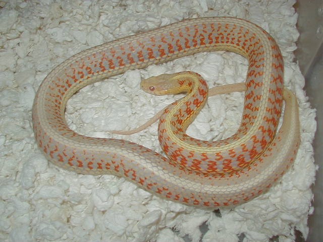 04 24 2008 7 Red Sided albino adult female gravid