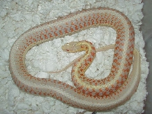 04 24 2008 6 Red Sided albino adult female gravid