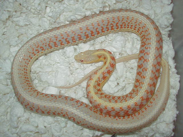 04 24 2008 6 Red Sided albino adult female gravid