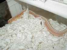 04 24 2008 5 Red Sided albino adult male