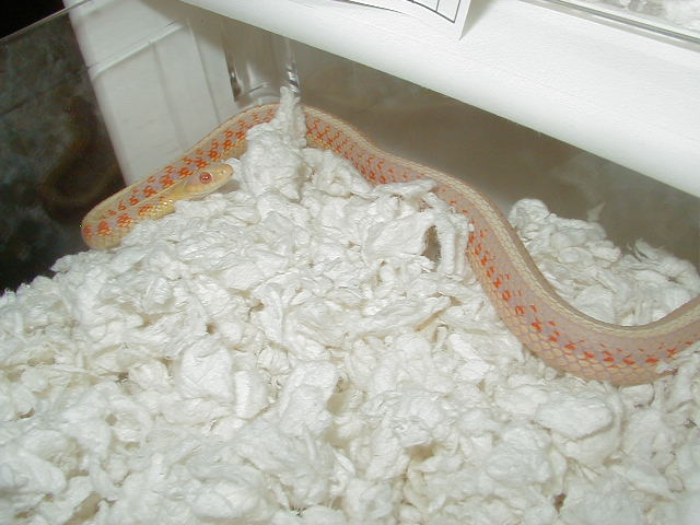 04 24 2008 5 Red Sided albino adult male
