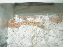 04 24 2008 4 Red Sided albino adult male