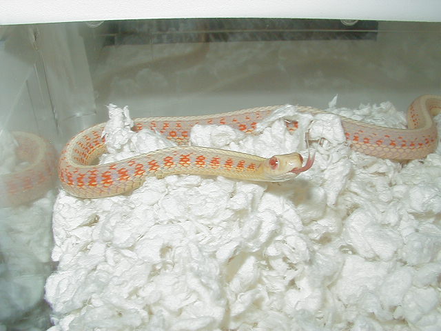 04 24 2008 4 Red Sided albino adult male