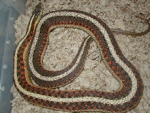 04 24 2008 3 Red Sided normal gravid