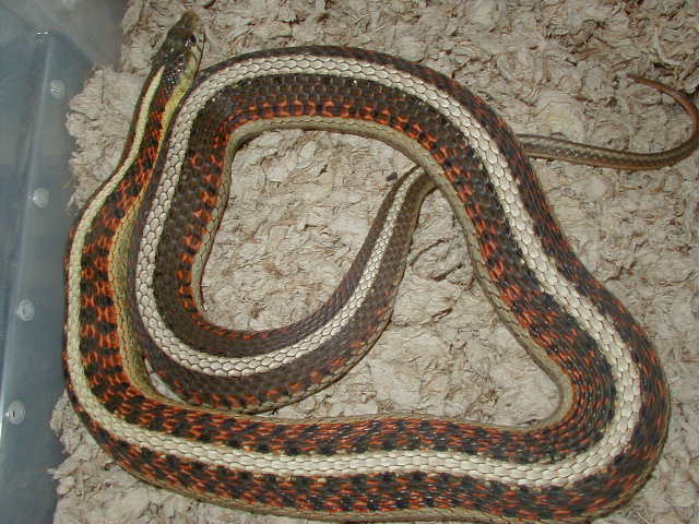 04 24 2008 3 Red Sided normal gravid