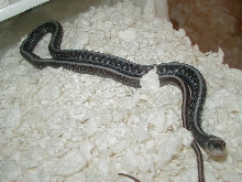 04 24 2008 2 Red Sided anerythristic adult male