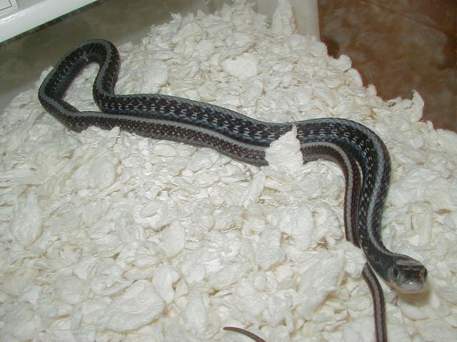 04 24 2008 2 Red Sided anerythristic adult male