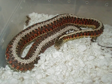 Red Sided normal adult female gravid