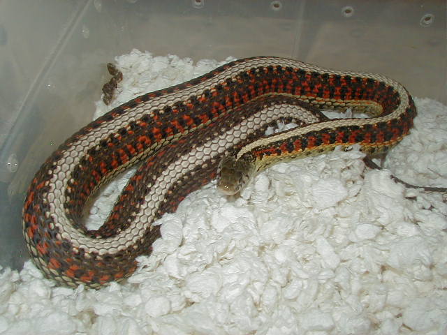 Red Sided normal adult female gravid