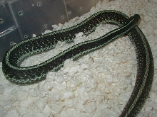 Florida blue striped adult female gravid