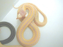 CB 04 Red albino plains