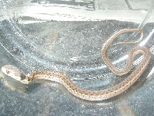 Het Silver Eastern, possible het granite pic 2