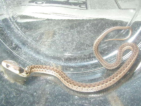 Het Silver Eastern, possible het granite pic 2