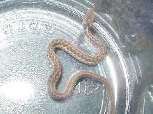 Het Silver Eastern, possible het granite pic 3