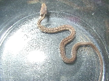 Het Silver Eastern, possible het granite pic 3