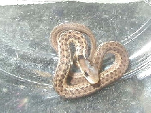 Het silver eastern possible het granite