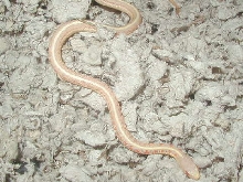 Albino red sided garter