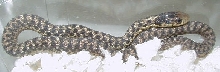 Eastern unusual pattern