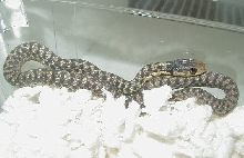 Eastern unusual pattern