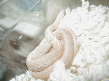 Leucistic eastern