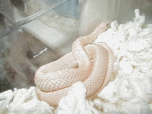 Leucistic eastern