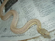 Albino eastern female Schuett strain