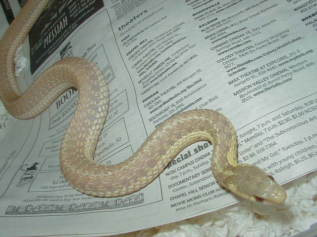 Albino eastern female Schuett strain