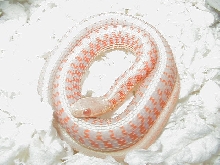 Albino red sided female