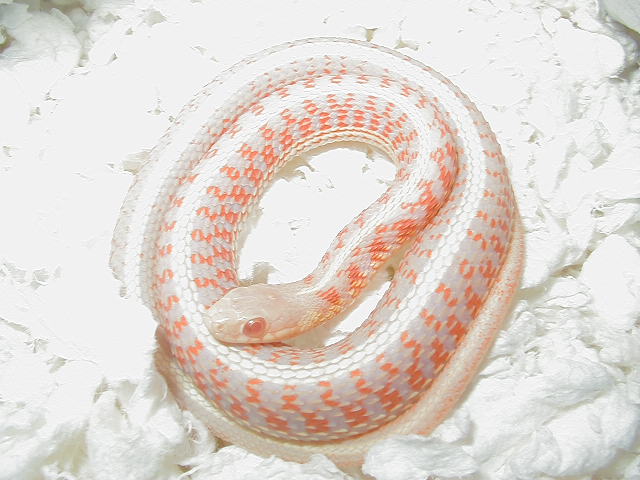 Albino red sided female