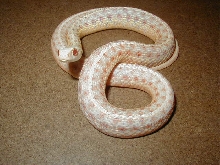 Eastern albino adult female