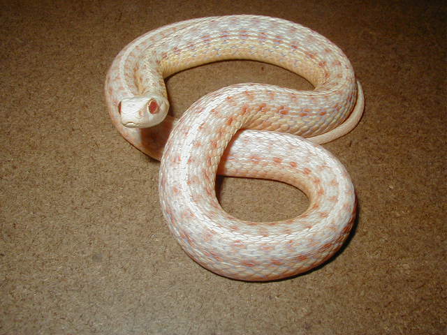 Eastern albino adult female
