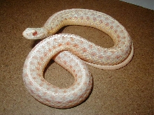 Eastern albino adult female
