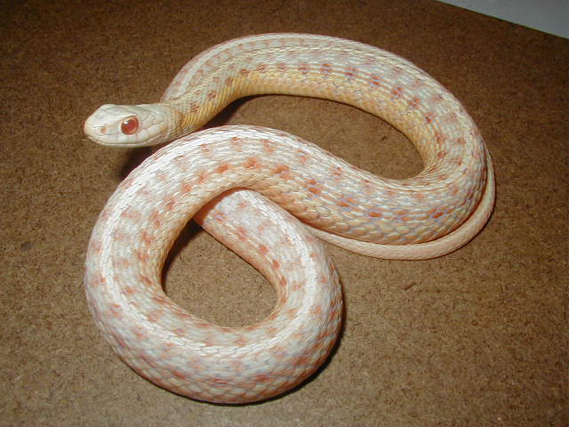 Eastern albino adult female