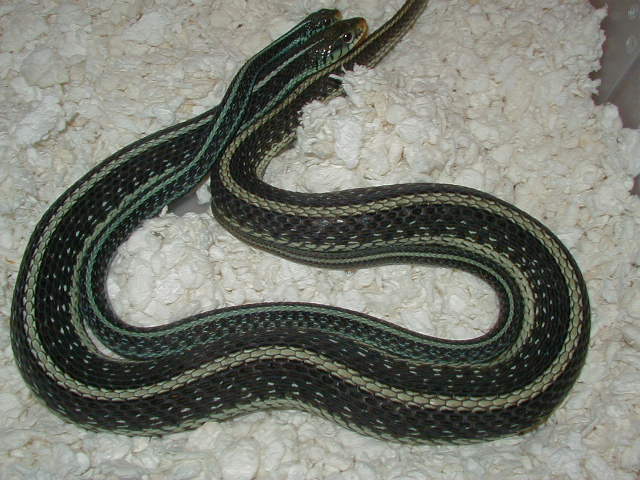 Similis adults breeding in 2007