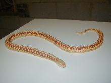 Plains Super xmas albino adult female