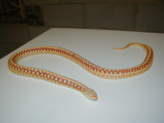 Plains Super xmas albino adult female