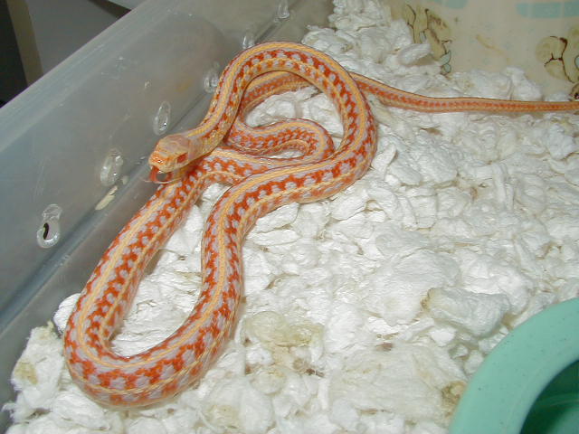 Plains Super xmas albino adult male