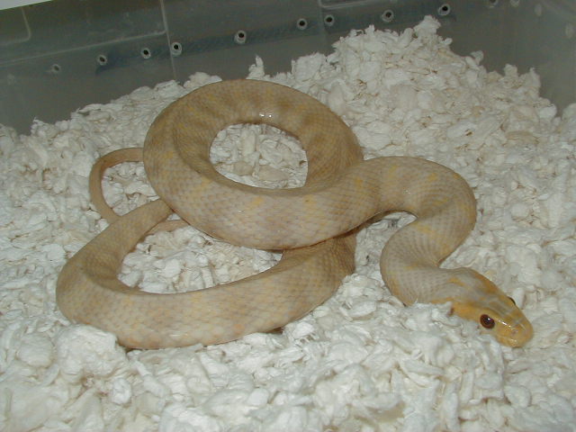 Watersnake albino banded adult female