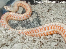 Albino plains