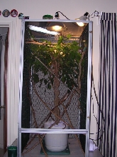 Dex's Cage