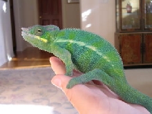 Dex