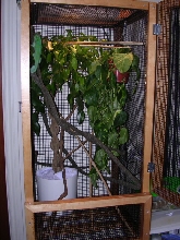 New Cage