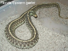 Huge Florida eastern garter