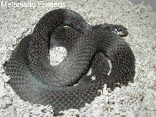 Adult melanistic eastern