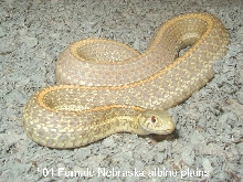 Adult female Nebraska albino plains